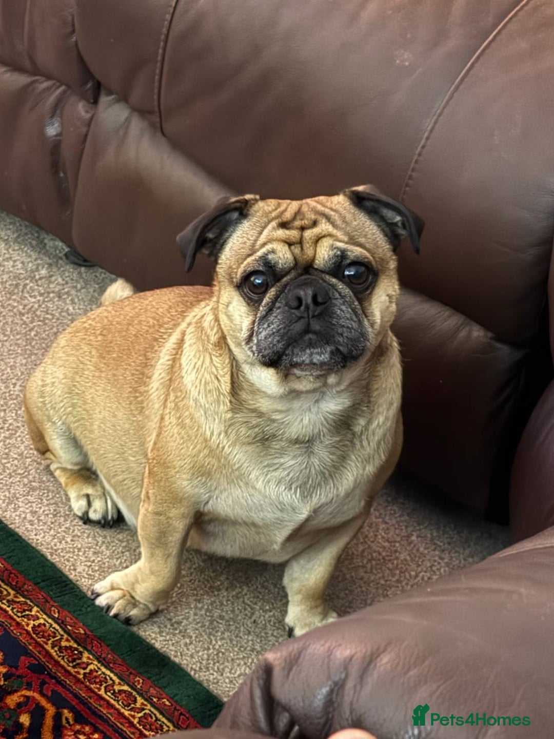 Pug dogs for stud: For Stud - Apricot Fawn Pug Benson. - Image 1