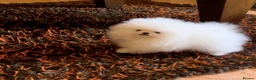 Pomeranian dogs for sale: Amazing pure white KC puppies looking for lovely🏠 - Advert 1