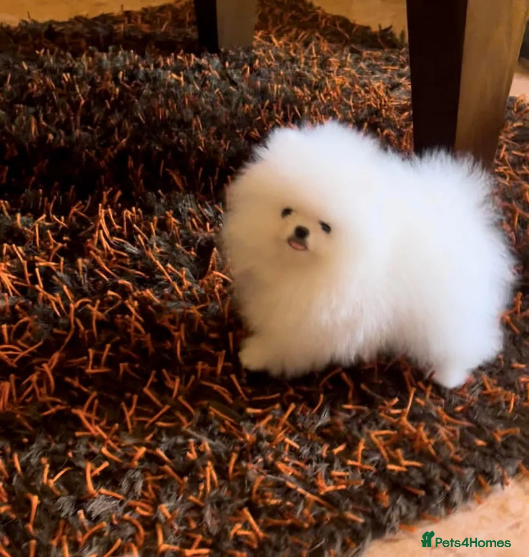 Pomeranian dogs for sale: Amazing pure white KC puppies looking for lovely🏠 - Advert 1