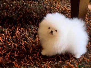 Pomeranian dogs Amazing pure white KC puppies looking for lovely🏠 - Advert 12