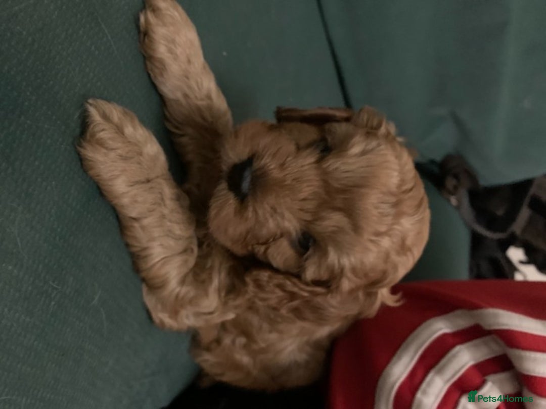 Toy Poodle dogs for stud: Extensively DNA Health Tested Deep Red Toy Poodle in Mansfield - Advert 7