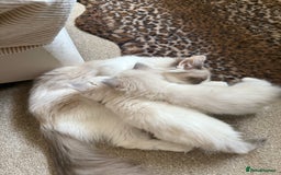 Ragdoll cats for sale: Blue bicolour babies 🐾 - Image 27