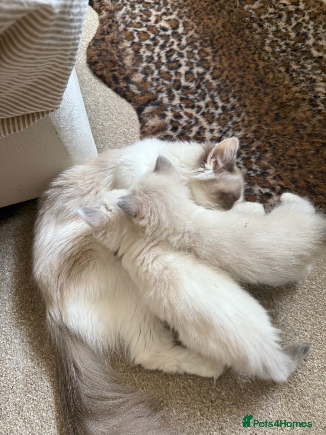 Ragdoll cats for sale: Blue bicolour babies 🐾 - Image 27