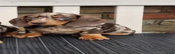 Miniature Dachshund dogs for sale: Miniature dachshunds - Advert 22