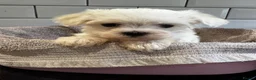 Maltese dogs for sale: Maltese boy ready for his new home - Advert 9