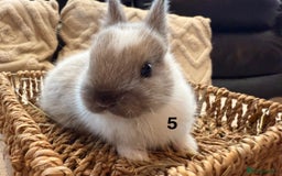 Netherland Dwarf rabbits for sale: 5 Adorable Netherland Dwarf Bunnies - Image 12