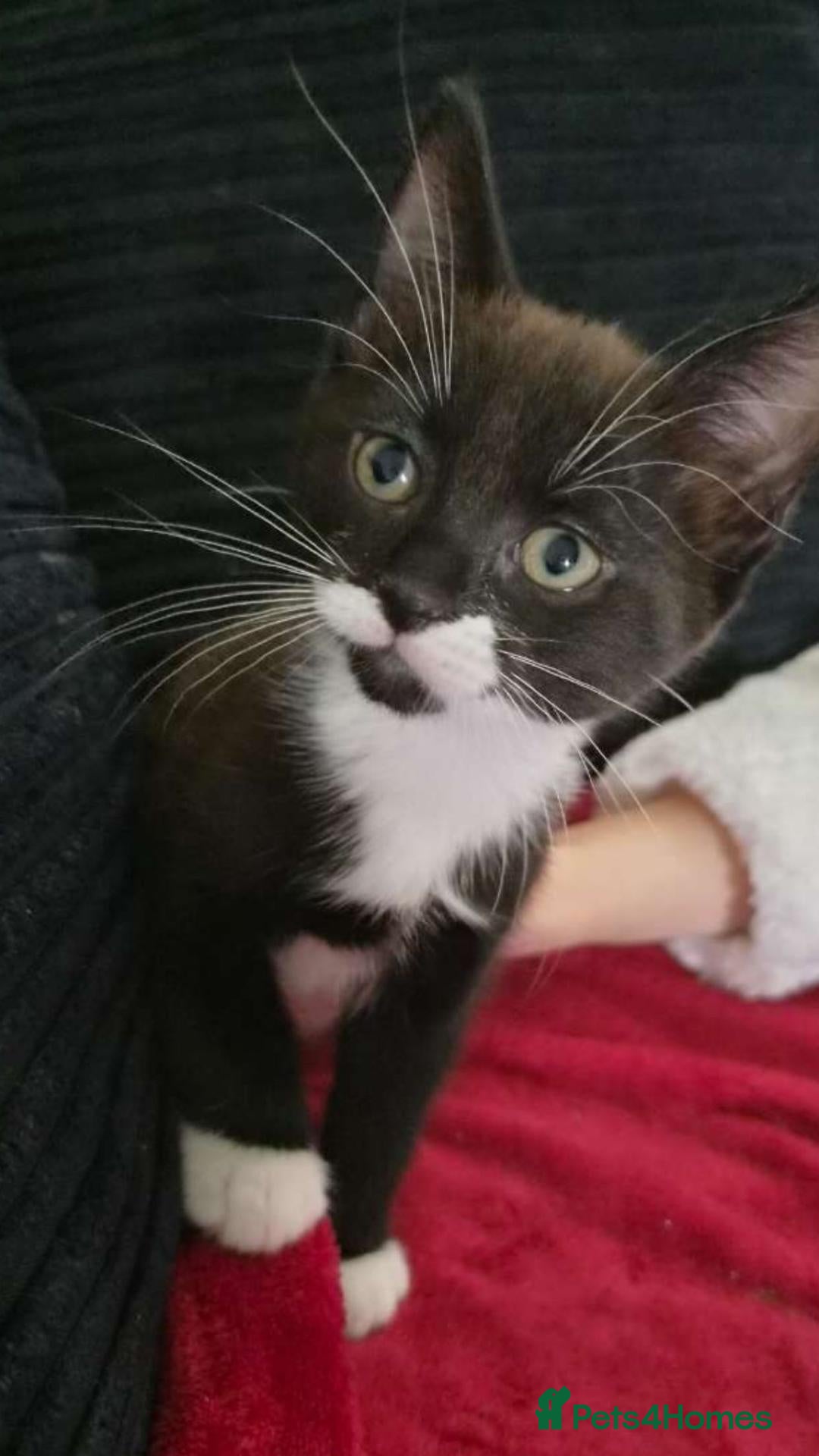Mixed Breed cats for sale: 8 week old kittens - Advert 16