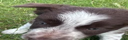 Border Collie dogs for sale: Border Collie Puppies - Advert 5