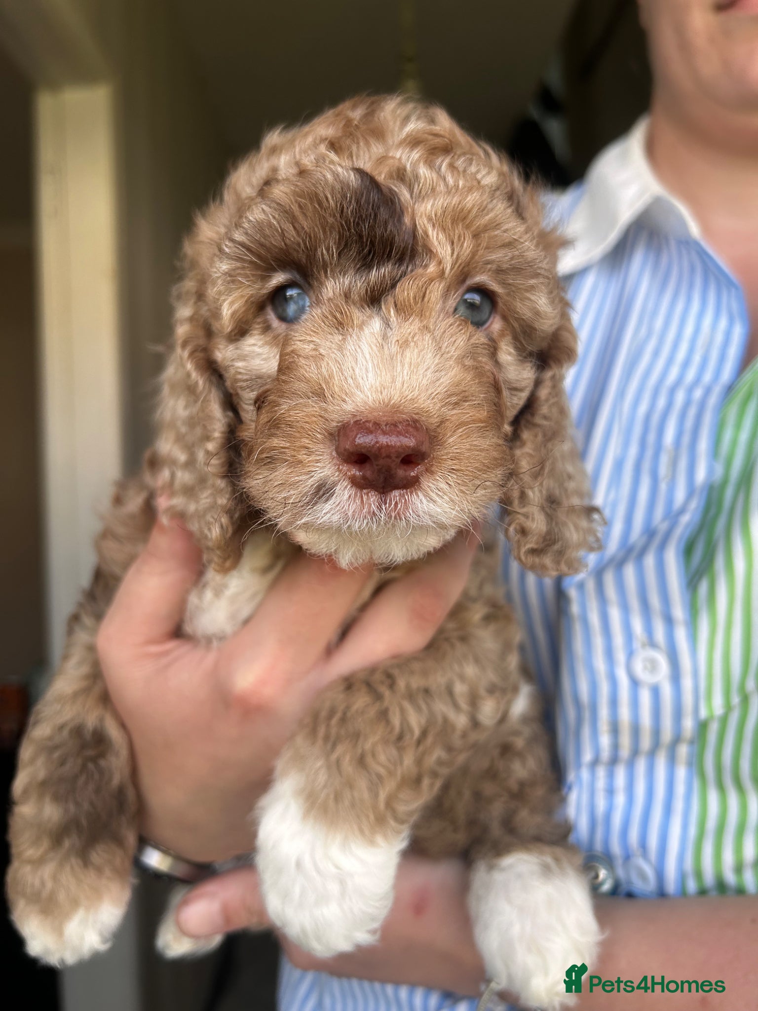 Sproodle dogs for sale: Sproodle puppies  in Accrington - Advert 13
