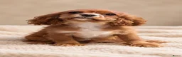 Cavalier King Charles Spaniel dogs for sale: Beautiful KC Registered Litter - Advert 3
