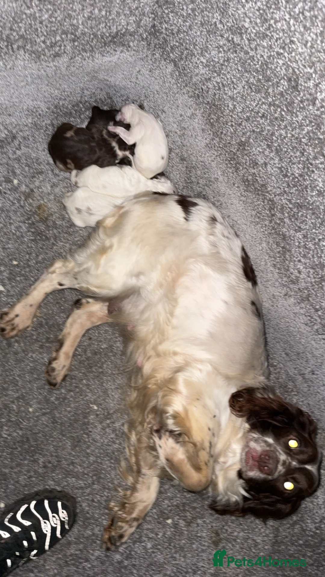 Sprocker dogs for sale: Beautiful marked sprocker girl   - Advert 2