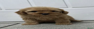Cavapoo 2