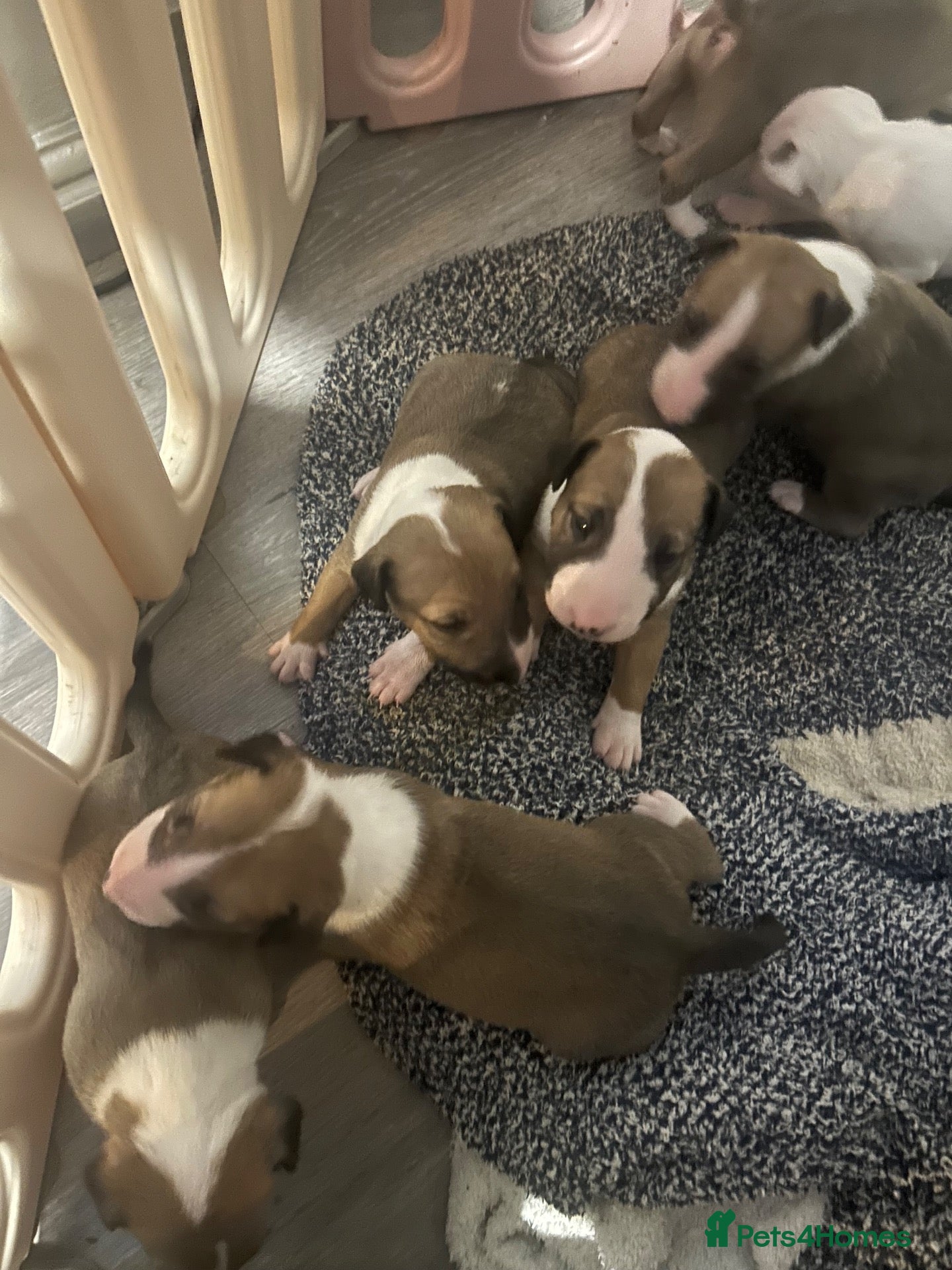 English Bull Terrier dogs English bullterrier puppies  - Advert 1