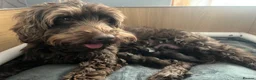 Cockapoo dogs for sale: Two adorable girl toy cockapoos - Advert 7