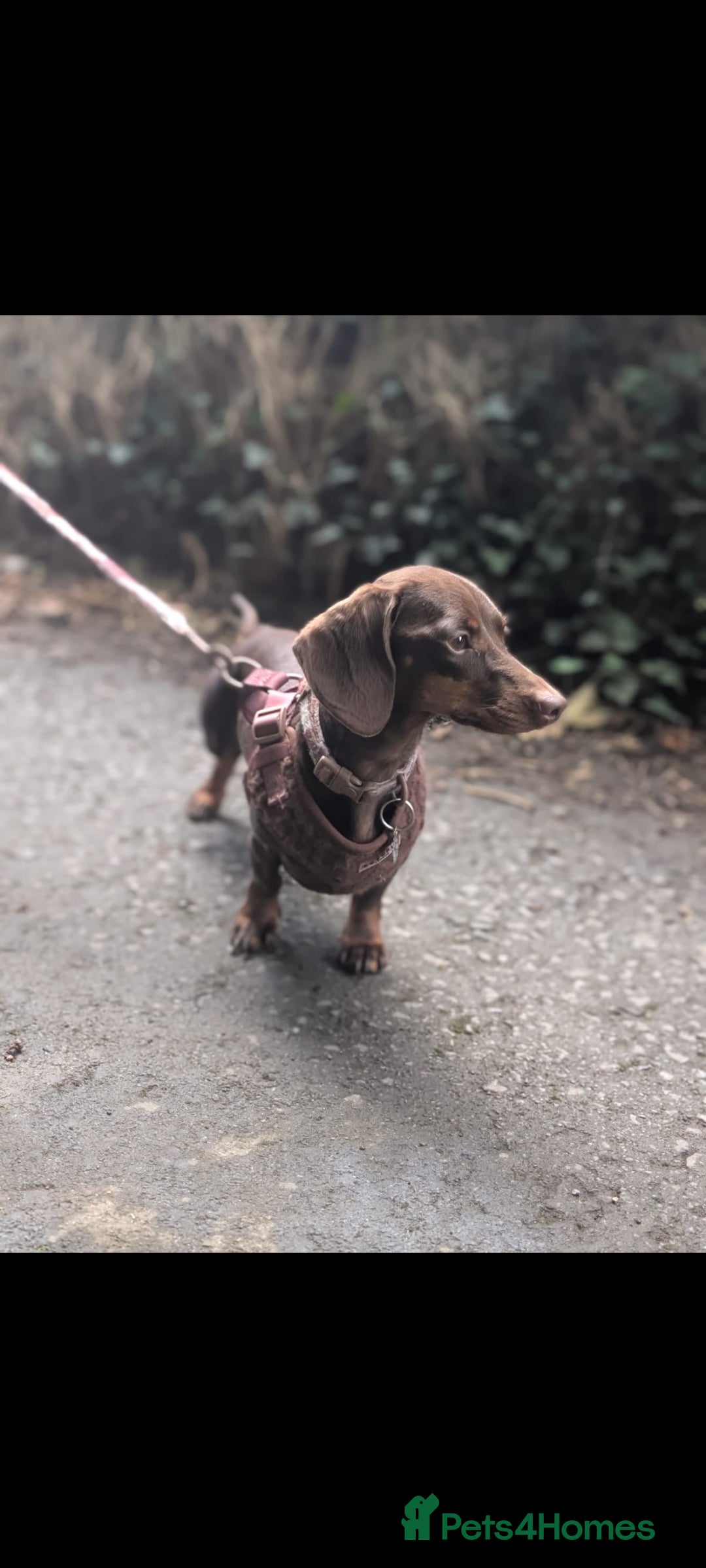 Miniature Dachshund dogs for sale: Adorable little of miniature daschunds  - Advert 4