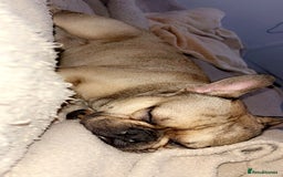 French Bulldog dogs for sale: Rocky  - Image 3