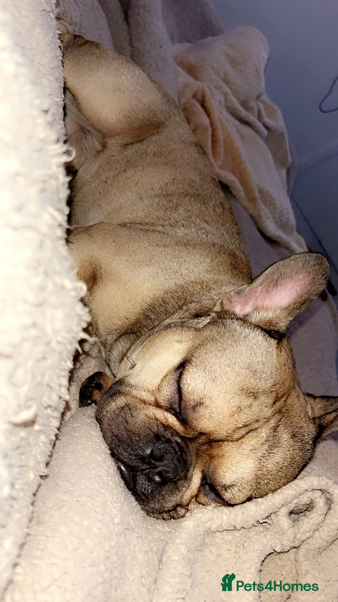 French Bulldog dogs for sale: Rocky  - Image 3