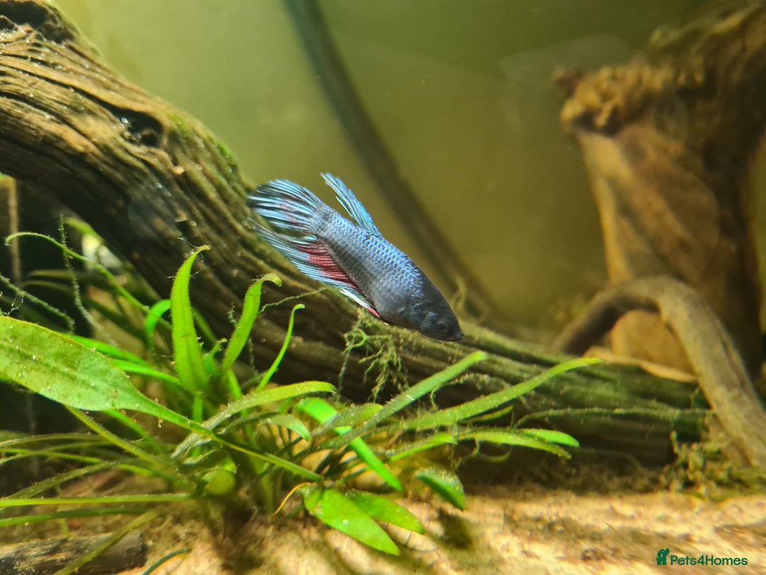 Bettas fish for sale: Male Betta Fish. Galaxy Koi x Splendor - Advert 5
