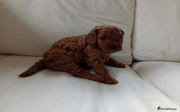 Cavapoo dogs for sale: Gorgeous Red F1 Cavapoo Puppies With H/T Parents - Image 2