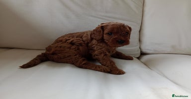 Cavapoo dogs - Advert 1