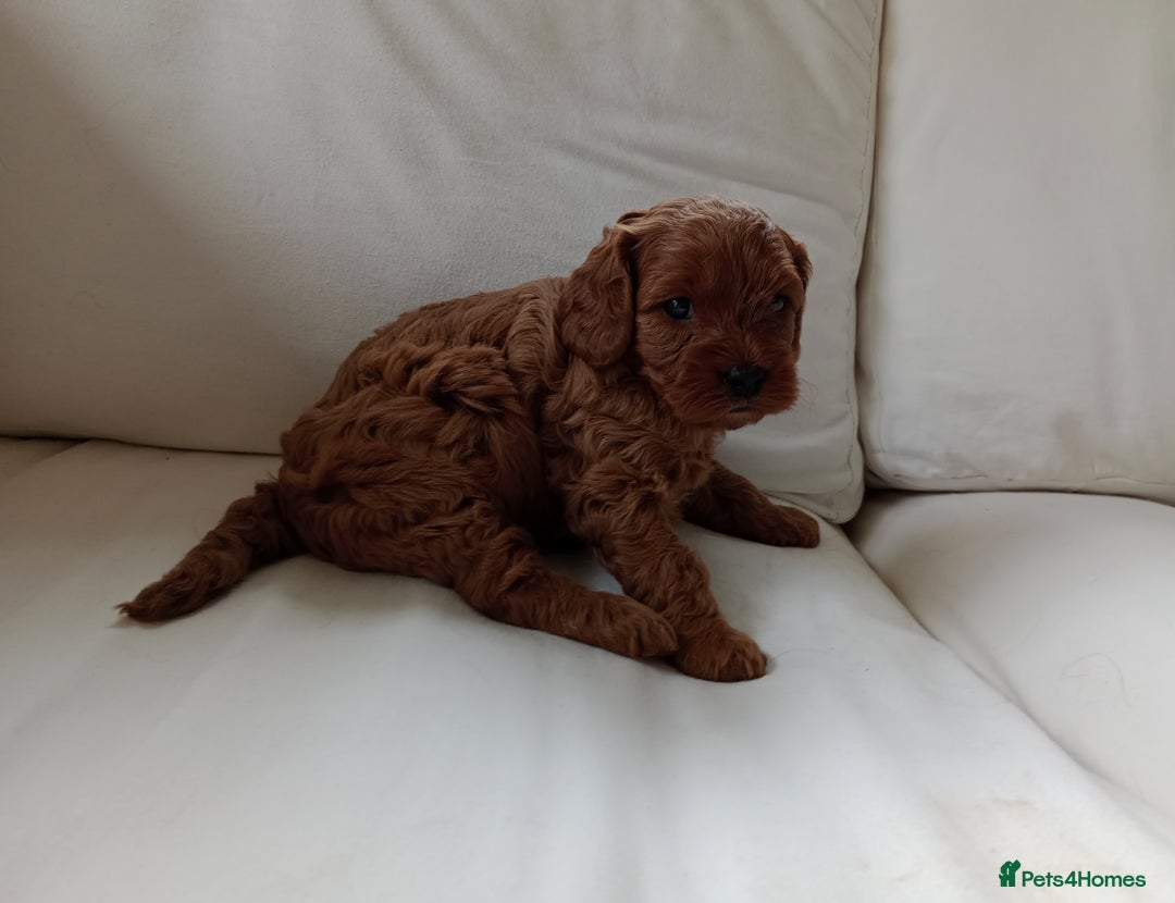 Cavapoo dogs for sale: Gorgeous Red F1 Cavapoo Puppies With H/T Parents - Image 2
