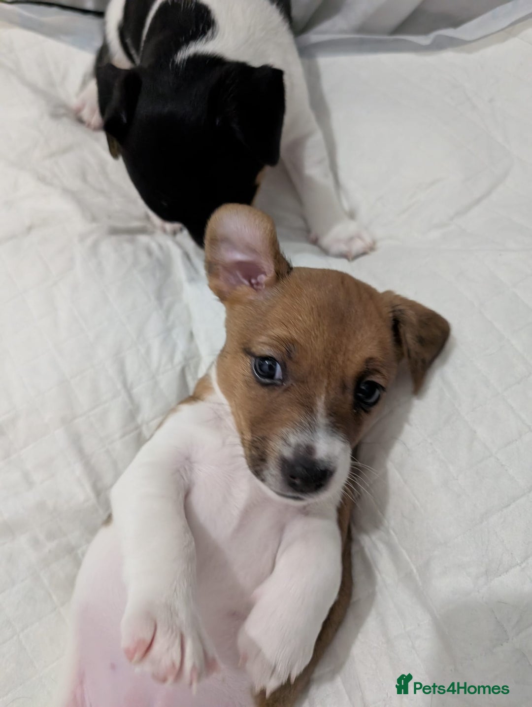 Jack Russell dogs for sale: 🐶 Jack Russell Puppies  – 2 Females 🐶 - Image 24