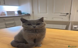 British Shorthair cats for sale: Gorgeous British Shorthair Kittens Chunky, Loving  - Image 14
