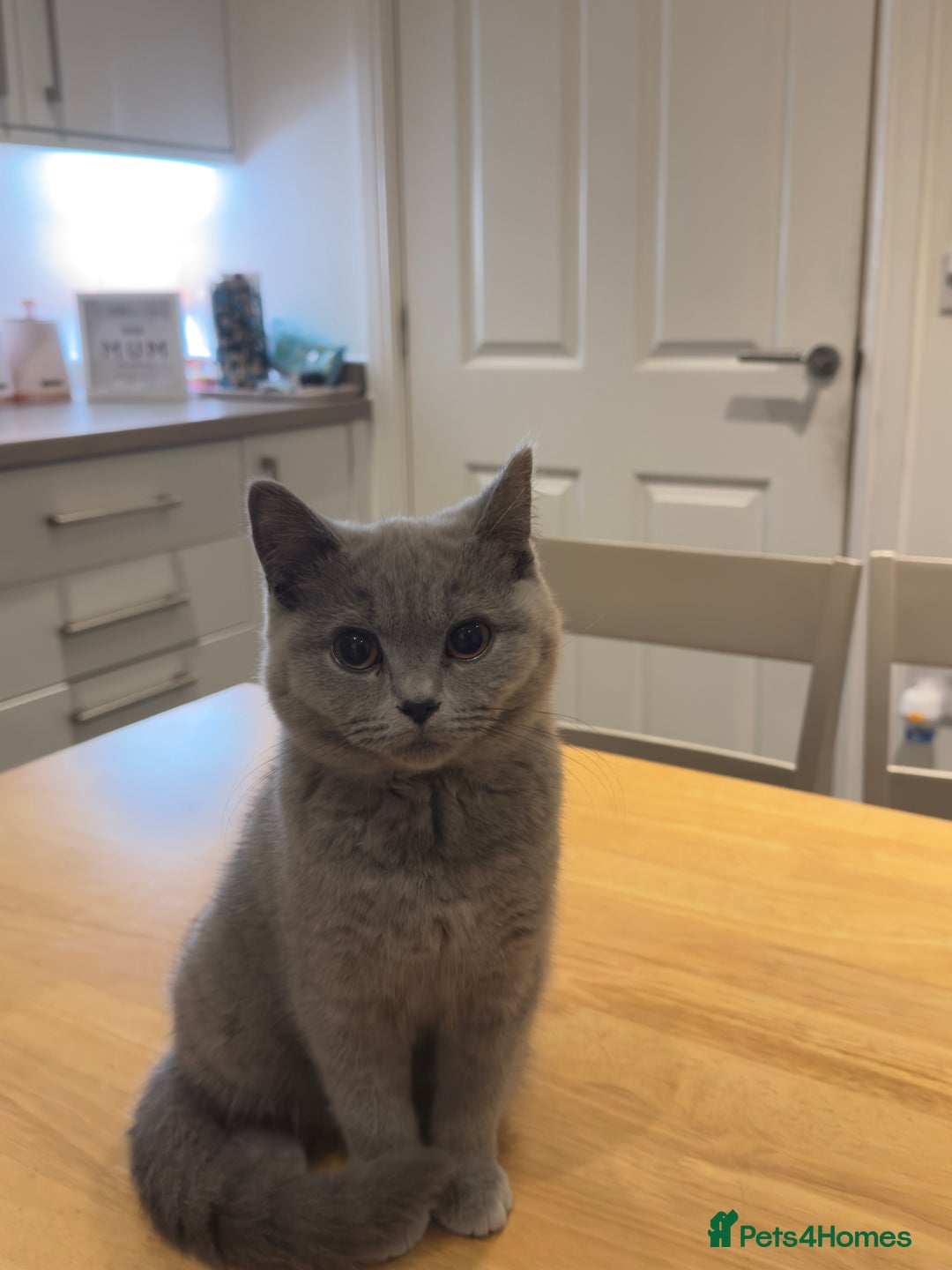 British Shorthair cats for sale: Gorgeous British Shorthair Kittens Chunky, Loving  - Image 14