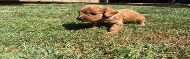 Cavapoo pink