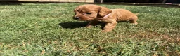 Cavapoo dogs for sale: Cavapoo puppies  - Advert 19