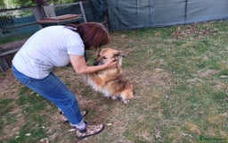 Mixed Breed dogs for adoption: BENNY - a loyal and gentle boy for a Loving Home - Image 21