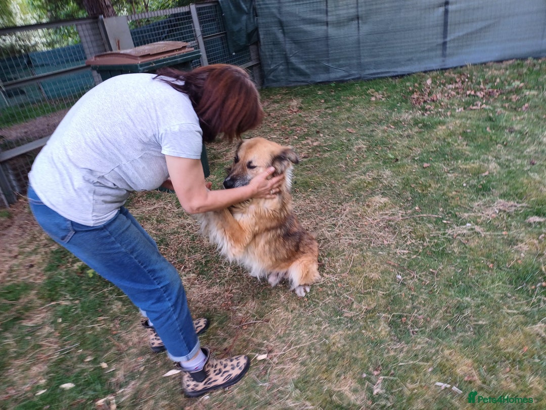 Mixed Breed dogs for adoption: BENNY - a loyal and gentle boy for a Loving Home - Image 21