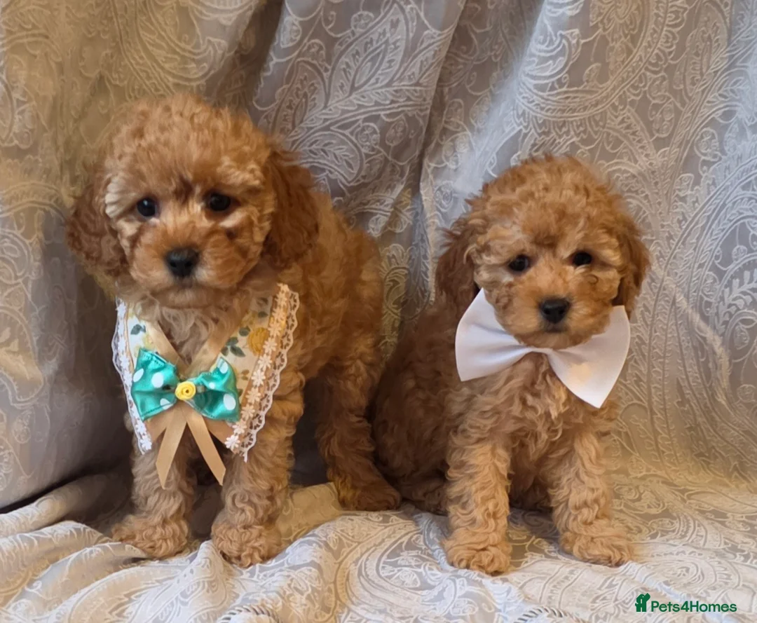 Miniature Poodle dogs for sale: four beautiful little red poodle girls - Advert 13