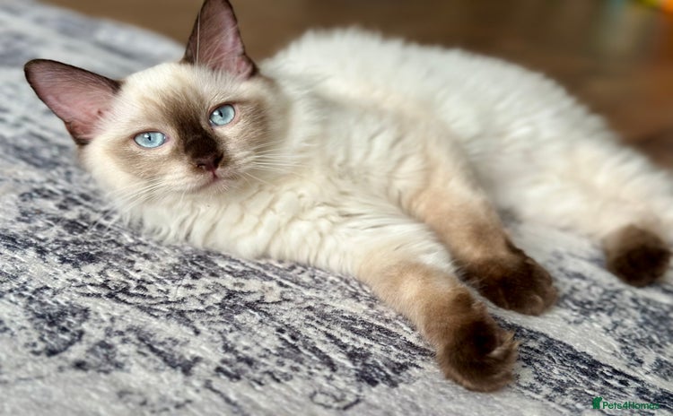 Ragdoll cats 💙 Stunning Seal Point Male - DNA Clear Parents - Advert 5