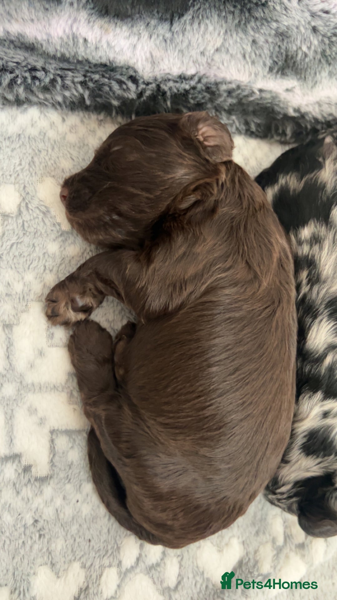 Cockapoo dogs for sale: Multi-Gen Cockapoo Puppies for sale.  - Image 12