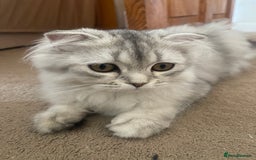 Scottish Fold cats for sale: Scottish fold - Image 11