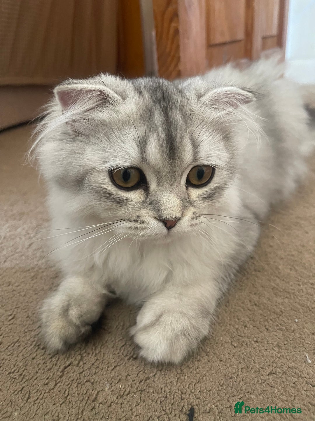 Scottish Fold cats for sale: Scottish fold - Image 11