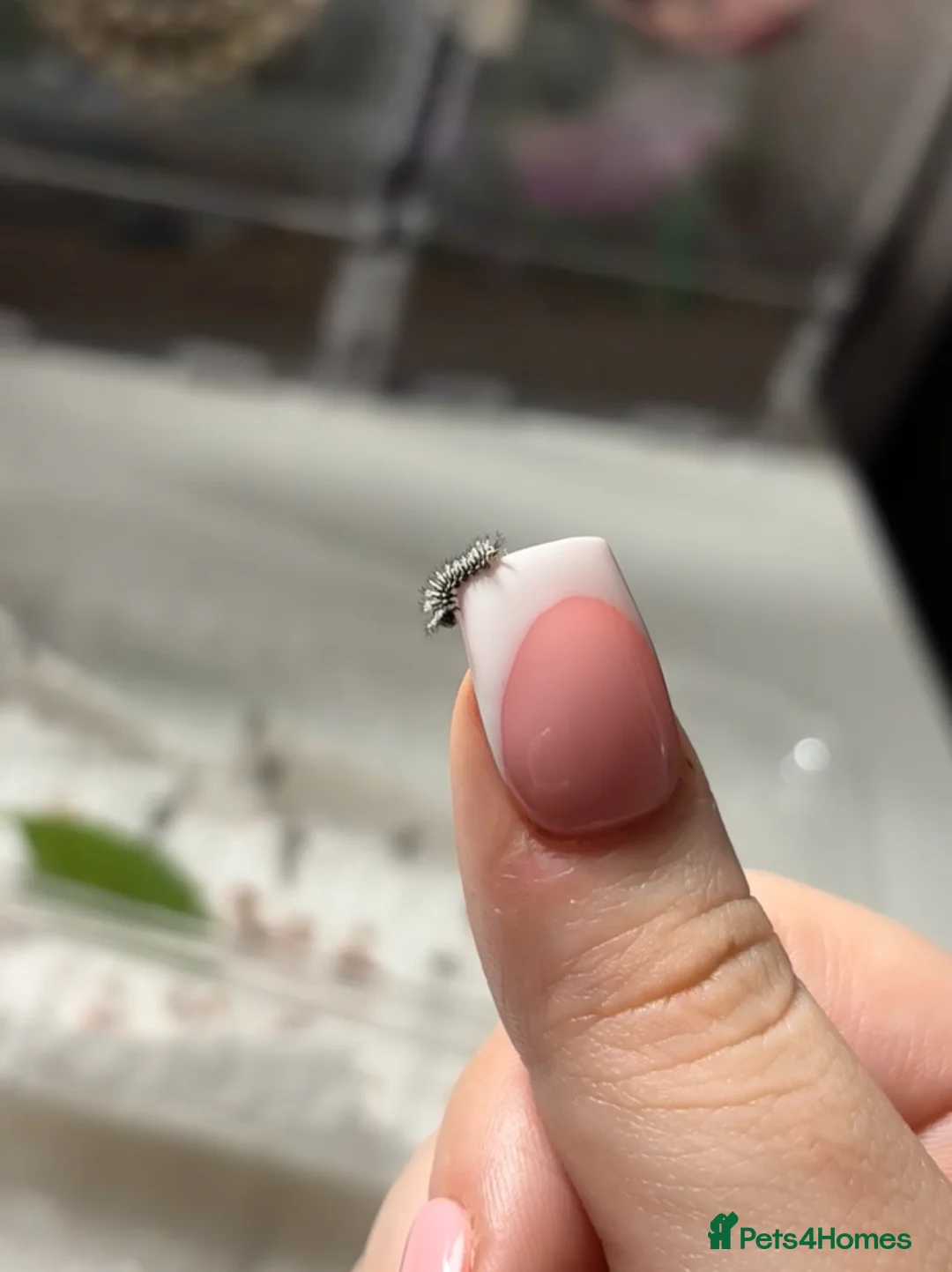 Worms invertebrates for sale: Atlas moth caterpillars  - Advert 3