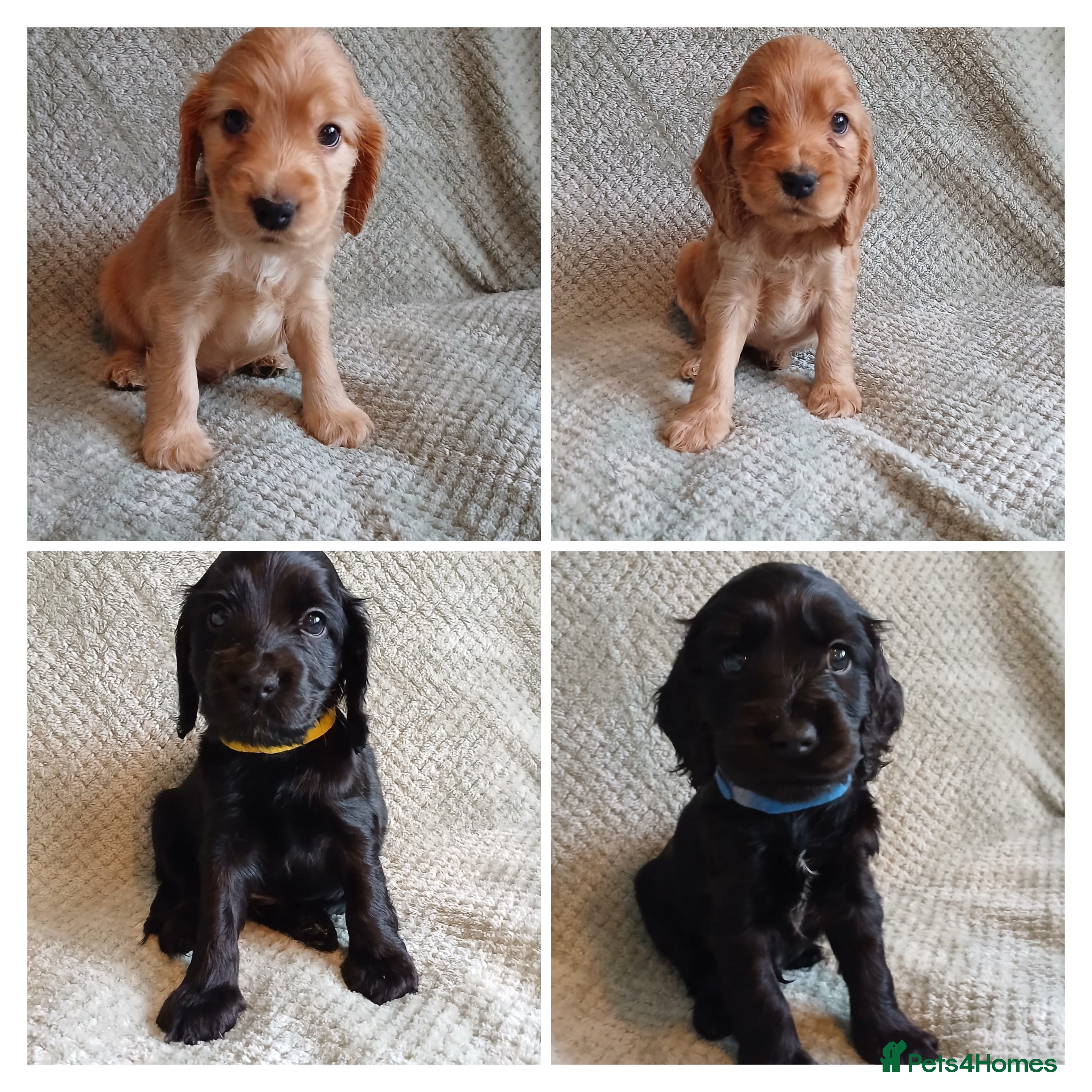 Cocker Spaniel dogs Stunning KC registered show cocker puppies - Advert 12