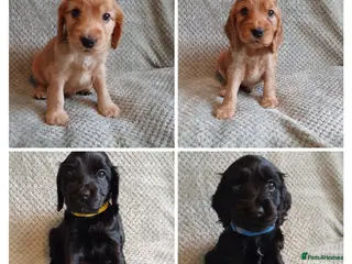 Cocker Spaniel dogs Stunning KC registered show cocker puppies - Advert 13