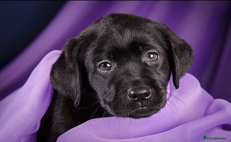 Labrador Retriever dogs - Advert 10