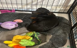 Miniature Dachshund dogs for sale: Lovely miniature female dachshund  - Image 3