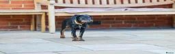 Mixed Breed dogs for adoption: Lovely Little Lotus - Advert 4