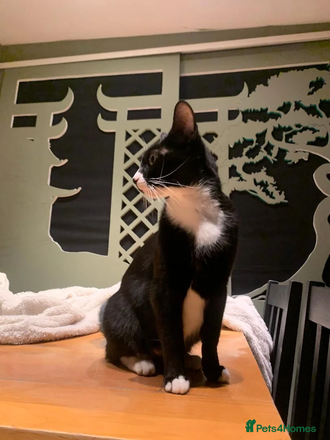 Mixed Breed cats for sale: KITTENS! Batch of Cuties for sale in Basinsgtoke - Advert 37