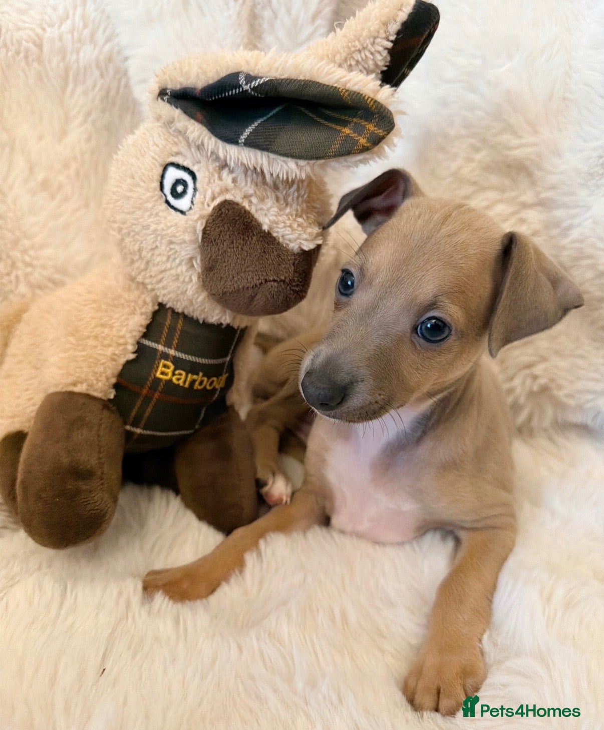 Italian Greyhound dogs KC Cutest Fawn Girl Left Exceptional 5Gen Pedigree - Advert 1