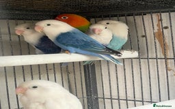 Lovebirds birds for sale: Love birds  - Image 8