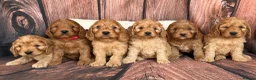 Cockapoo dogs for sale: 6 Outstanding Miniature Cockapoos - Advert 1