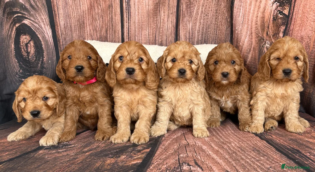 Cockapoo dogs for sale: 6 Outstanding Miniature Cockapoos - Advert 1
