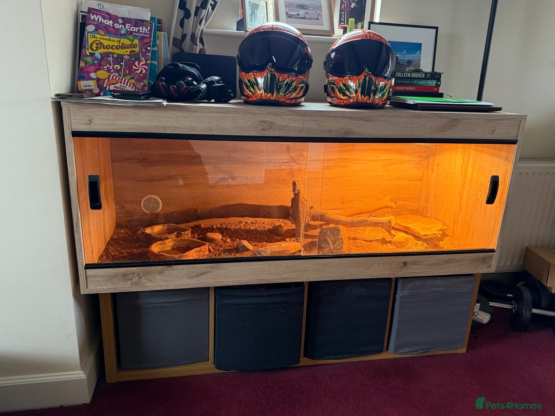 Bearded Dragon reptiles for sale: Bob 4 year old Beardie - Image 3
