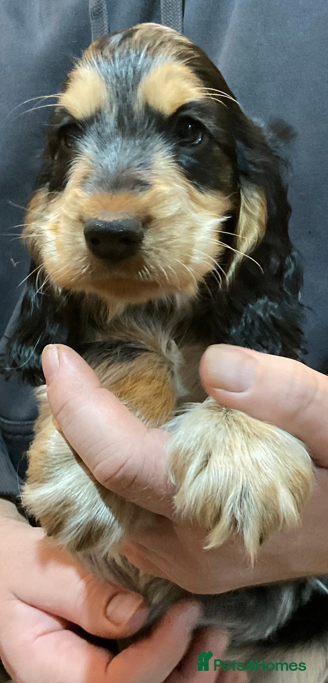 Cocker Spaniel dogs for sale: Blue roan tan cocker spaniel puppies  - Advert 2